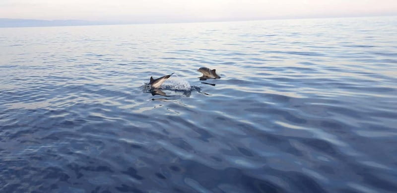 Sunset tour in search of dolphins with aperitif - Setting Sail with Antonio and Mariella: The Host Factor
