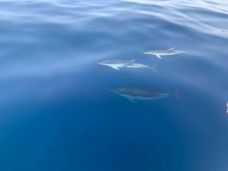 Sunset tour in search of dolphins with aperitif - The 30-Minute Swim Stop: What You Can Actually Do