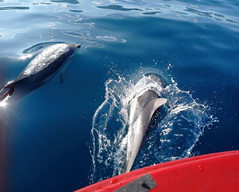 Sunset tour in search of dolphins with aperitif - Sunset Dolphin Search: How Close You Might Get