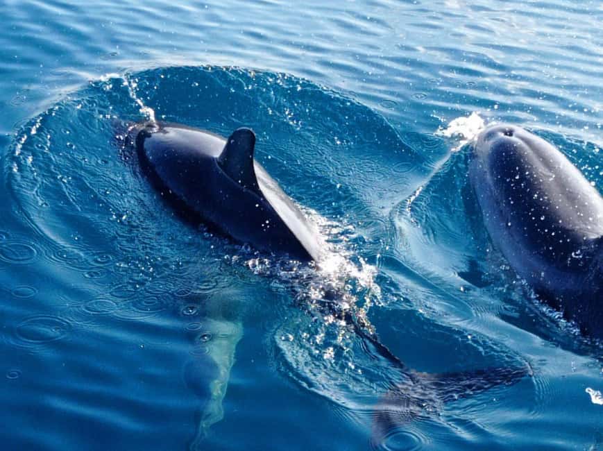 Sunset tour in search of dolphins with aperitif - Should You Book This Dolphin Sunset Cruise?