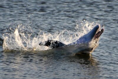 Sunset Tour Mangrove, Dolphins, Manatee #1 Rated in Cocoa Beach - Getting Your Kayak Sorted: Single vs Tandem and What’s Provided