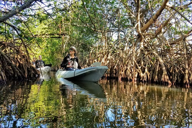Sunset Tour Mangrove, Dolphins, Manatee #1 Rated in Cocoa Beach - Dolphins and Manatees Search: What You Can Expect (and What You Can’t)