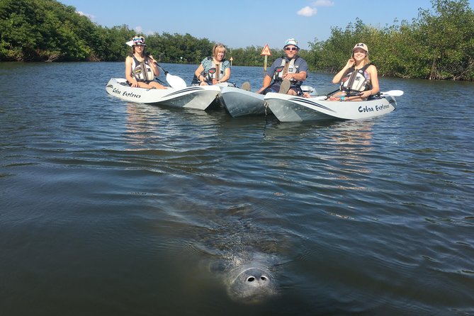 Sunset Tour Mangrove, Dolphins, Manatee #1 Rated in Cocoa Beach - Should You Book Sunset Tour Mangrove, Dolphins, Manatee #1?