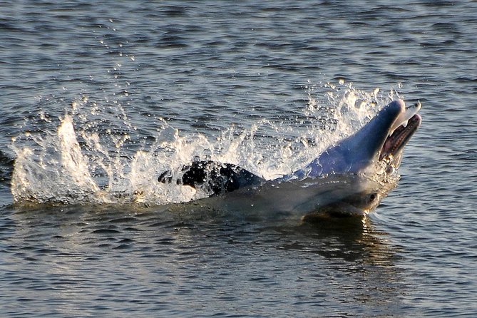Sunset Tour Mangrove, Dolphins, Manatee #1 Rated in Cocoa Beach - Getting Your Kayak Sorted: Single vs Tandem and What’s Provided