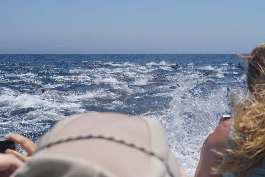 Superior 2hr Private Whale & Dolphin Watching Newport Beach - Key Reasons This Private Whale Watching Works