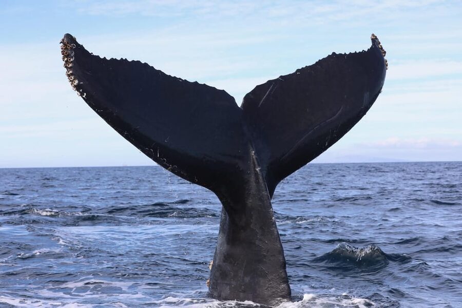 Superior 2hr Private Whale & Dolphin Watching Newport Beach - Should You Book This 2-Hour Private Whale and Dolphin Tour?