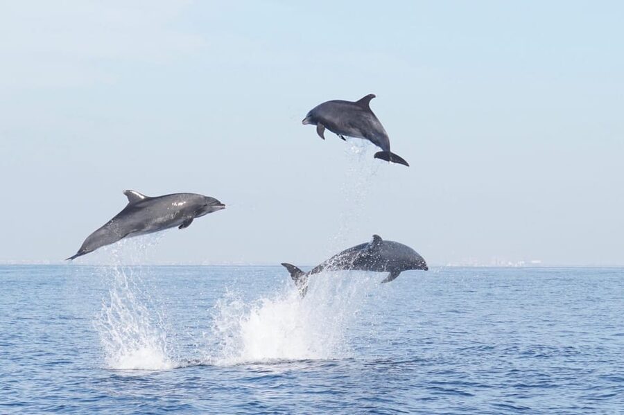 Superior 2hr Private Whale & Dolphin Watching Newport Beach - Newport Beach Whale Watching, But on Your Terms