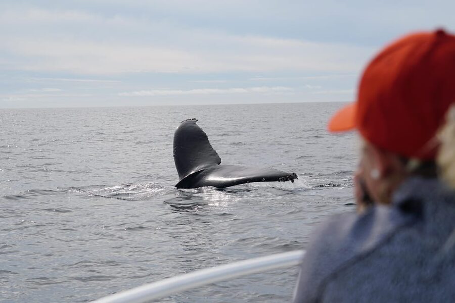 Superior 2hr Private Whale & Dolphin Watching Newport Beach - The Seakeeper Stabilized Catamaran Comfort Test