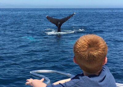 Superior 2hr Private Whale & Dolphin Watching Newport Beach - Captain Nick and the Naturalist Advantage