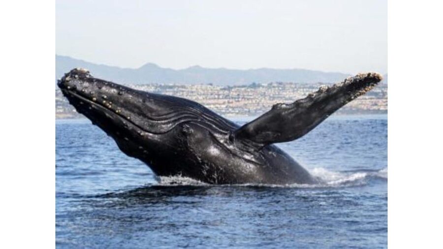 Superior 2hr Private Whale & Dolphin Watching Newport Beach - What You Really See in Two Hours: Dolphins, Whales, Sea Lions