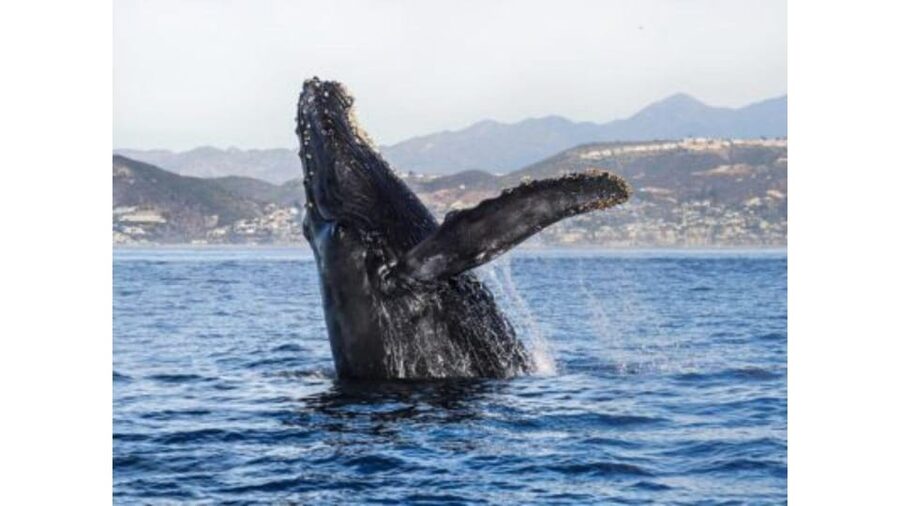 Superior 2hr Private Whale & Dolphin Watching Newport Beach - Who This Private Trip Fits Best (and Who Should Rethink It)