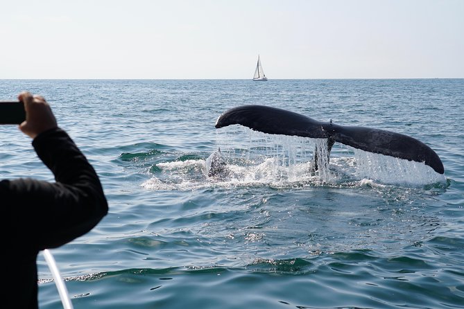 Supreme 2hr Whale/Dolphin Watching Newport Beach, 6 person max - Captain-led spotting: why the guide matters more than you think