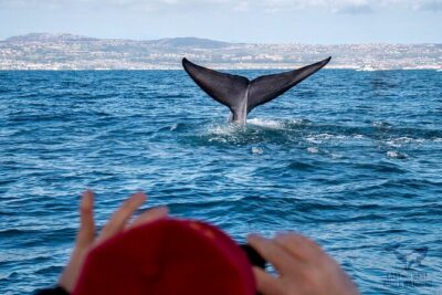 Supreme 2hr Whale/Dolphin Watching Newport Beach, 6 person max - The semi-private 6-person boat: comfort, views, and less motion