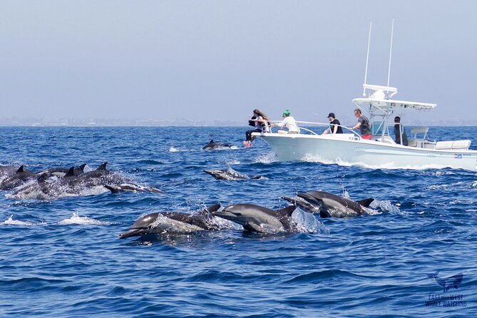 Supreme 2hr Whale/Dolphin Watching Newport Beach, 6 person max - Where you start and where you end (and why that matters)