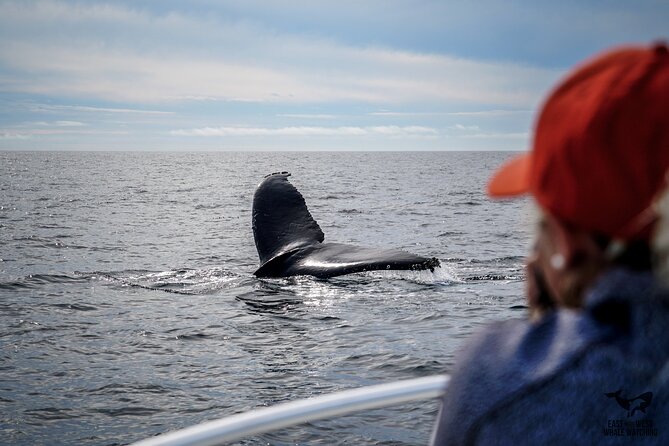 Supreme 2hr Whale/Dolphin Watching Newport Beach, 6 person max - Price and value: is $119 worth it?