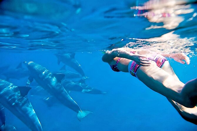 Swim and Paddle Board with Wild Dolphin Pods in Puerto Vallarta - Key Highlights to Know Before You Go