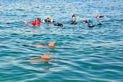 Swim and Paddle Board with Wild Dolphin Pods in Puerto Vallarta - How Wild Dolphin Pods Work (and Why the Crew Searches Feeding Areas)