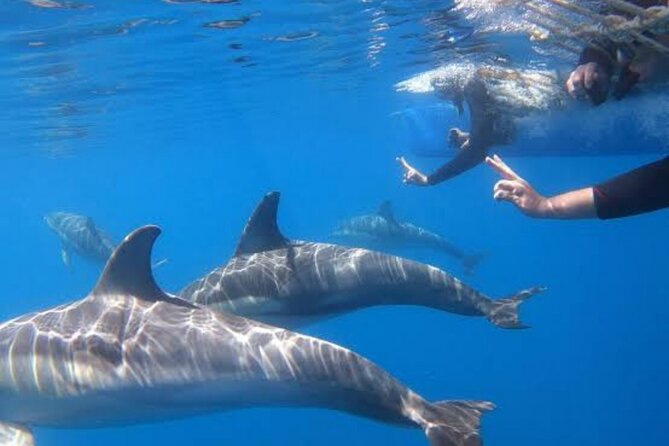 Swim and Paddle Board with Wild Dolphin Pods in Puerto Vallarta - Time on the Water: How the 4-Hour Flow Usually Feels