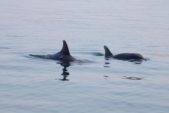 Swim and Paddle Board with Wild Dolphin Pods in Puerto Vallarta - Price and Value: Is $110.59 Worth It?