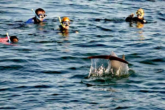 Swim and Paddle Board with Wild Dolphin Pods in Puerto Vallarta - What Makes It Special for Families, Couples, and First-Timers