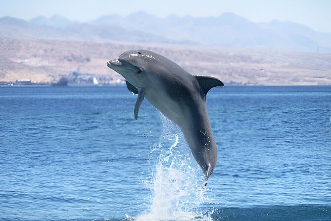 Swim with Dolphin Boat Trip with Snorkeling and Transfer Hurghada - Key highlights you’ll care about