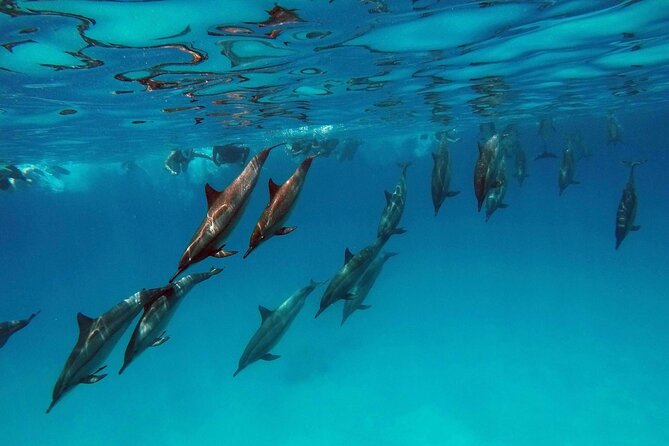 Swim with Dolphin Boat Trip with Snorkeling and Transfer Hurghada - Lunch, Drinks, and Banana Boat Fun on the Water