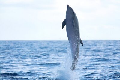 Swim with Dolphin Boat Trip with Snorkeling and Transfer Hurghada - Two Snorkeling Sites: Coral, Fish, and Getting Your Money’s Worth