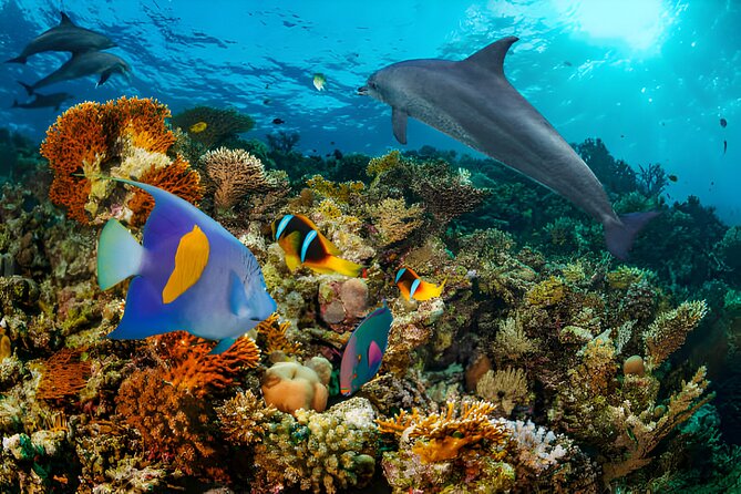 Swim with Dolphin Boat Trip with Snorkeling and Transfer Hurghada - Should You Book This Dolphin Boat Trip with Snorkeling?