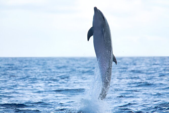 Swim with Dolphin Boat Trip with Snorkeling and Transfer Hurghada - Two Snorkeling Sites: Coral, Fish, and Getting Your Money’s Worth