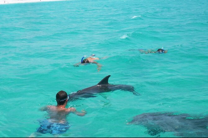 Swim with Dolphins And Snorkeling Group Tour - Key things to know before you go