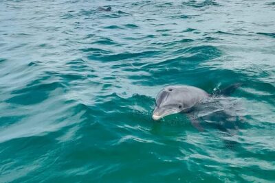 Swim with Dolphins And Snorkeling Group Tour - Shell Island Snorkeling: clear water, shells, and real marine life