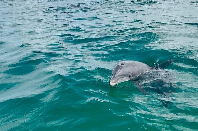 Swim with Dolphins And Snorkeling Group Tour - The captain and group vibe: why people keep coming back