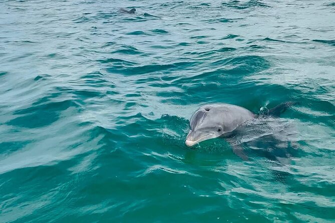 Swim with Dolphins And Snorkeling Group Tour - Shell Island Snorkeling: clear water, shells, and real marine life