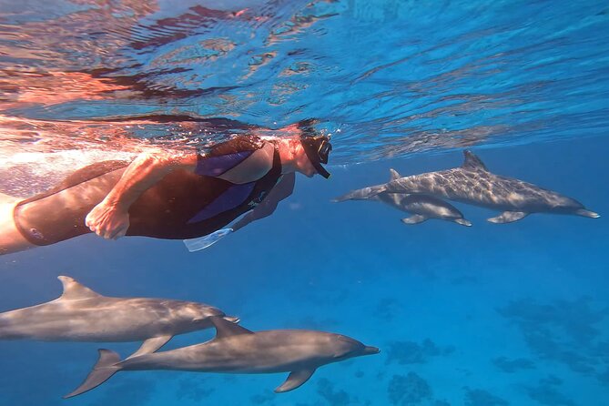 Swim With Dolphins at Dolphin House With Lunch - Hurghada - Quick highlights before you book