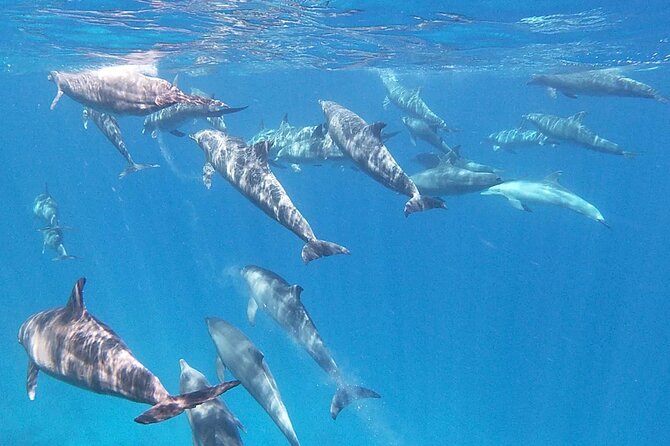 Swim With Dolphins at Dolphin House With Lunch - Hurghada - Dolphin House: Why This Stop Is the Main Event