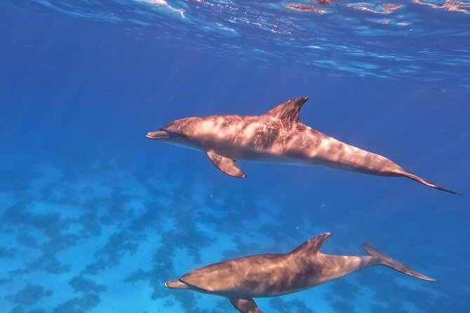 Swim With Dolphins at Dolphin House With Lunch - Hurghada - Lunch and Soft Drinks on Board: The Part People Underestimate