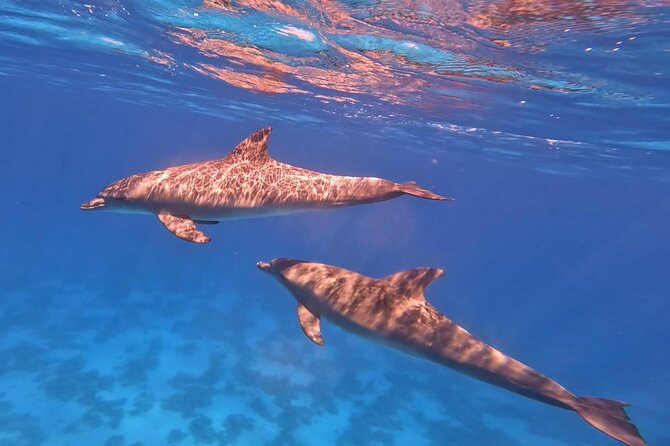 Swim With Dolphins at Dolphin House With Lunch - Hurghada - Guides and Crew: The Human Touch That Changes the Day