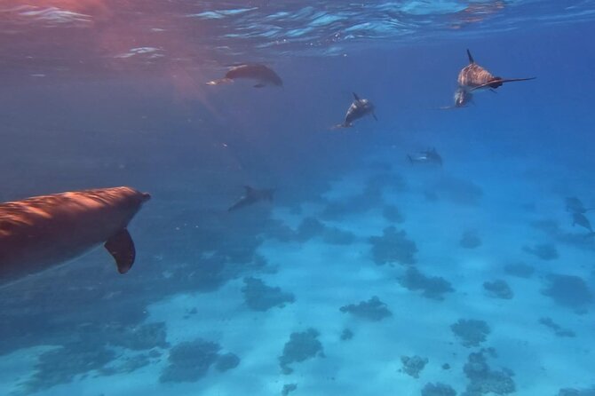 Swim With Dolphins at Dolphin House With Lunch - Hurghada - Price and Value: What $15.12 Really Buys You
