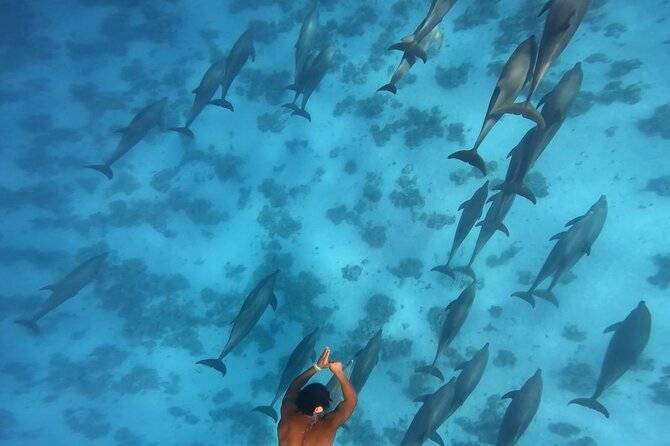 Swim With Dolphins at Dolphin House With Lunch - Hurghada - Who Should Book This Dolphin House Swim
