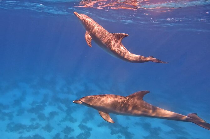 Swim With Dolphins at Dolphin House With Lunch - Hurghada - Tips to Make Your Day Smoother (Without Overthinking It)