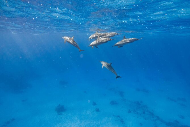 Swim With Dolphins at Dolphin House With Lunch - Hurghada - Reef Time With Two Snorkeling Stops: More Than a One-Show Day