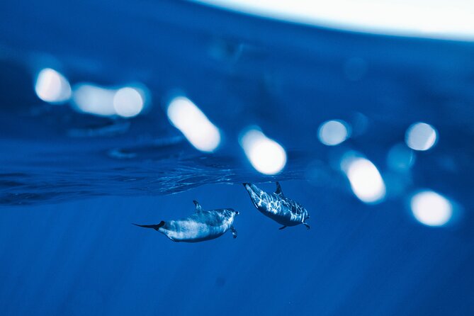 Swim with Dolphins Catamaran with Waterslide & Lunch on Oahu - Getting to Waiʻanae Small Boat Harbor and why the morning matters