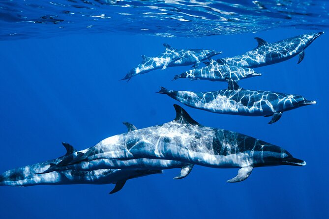 Swim with Dolphins Catamaran with Waterslide & Lunch on Oahu - The catamaran setup: gear, restrooms, and the reality of ocean motion