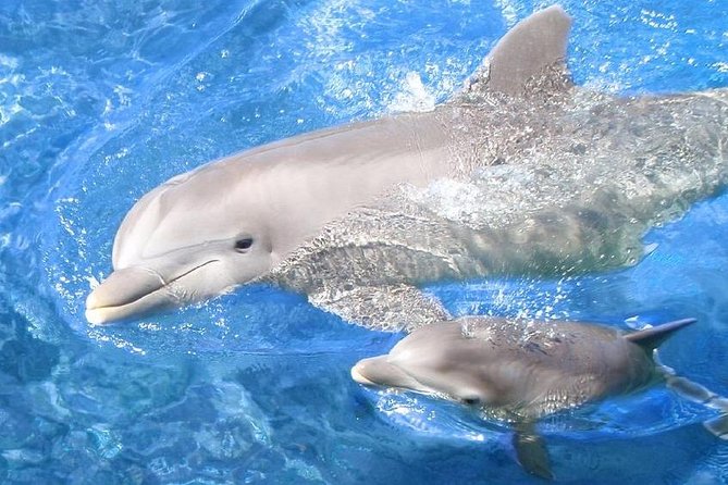 Swim with Dolphins Semi Private Speedboat Sea Tour - Hurghada - Red Sea speedboat to Dolphin House: what makes it special