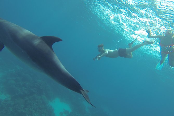 Swim with Dolphins Semi Private Speedboat Sea Tour - Hurghada - Banana boat and quadra boat rides: the active break