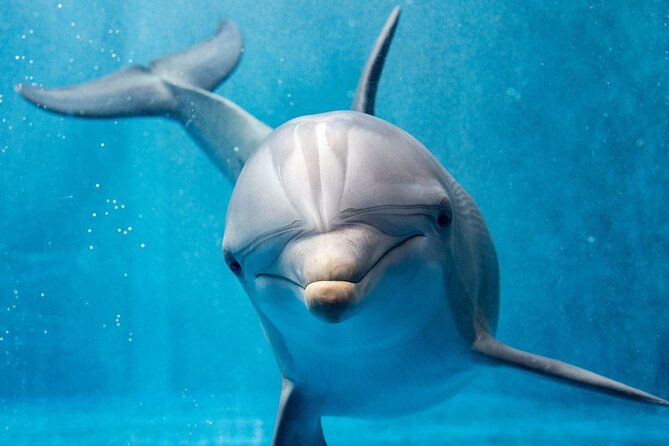 Swim with Dolphins Semi Private Speedboat Sea Tour - Hurghada - Captains and guides: why Snoopy (and Alaa) keep appearing
