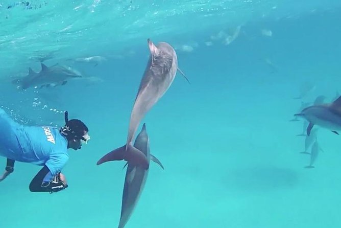 Swim with Dolphins Semi Private Speedboat Sea Tour - Hurghada - Price and extra fees: real value check for $55