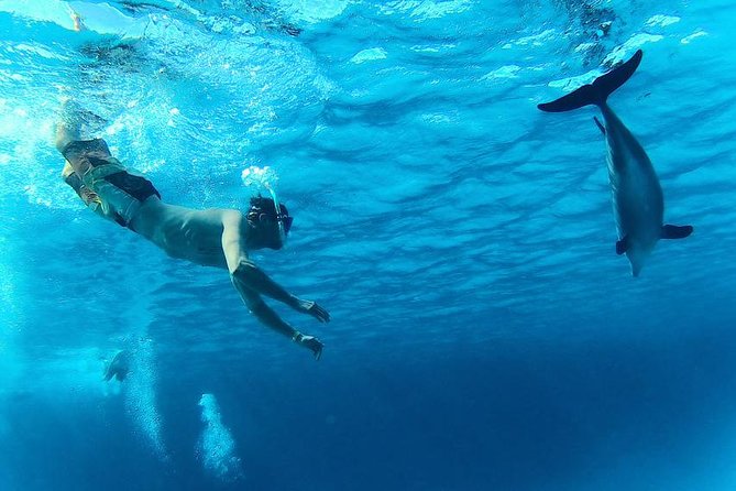 Swim with Dolphins Semi Private Speedboat Sea Tour - Hurghada - Snorkeling sessions: Dolphin House then a second reef stop