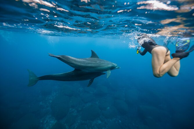 Swim With Dolphins & Turtles in West Oahu (Semi-Private Tours) - Key things to know before you go
