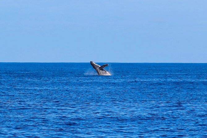 Swim With Dolphins & Turtles in West Oahu (Semi-Private Tours) - Your 3-hour itinerary: what really happens on Stop 1